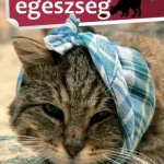 Expressz kézbesítés Bernáth István: Macskaegészség